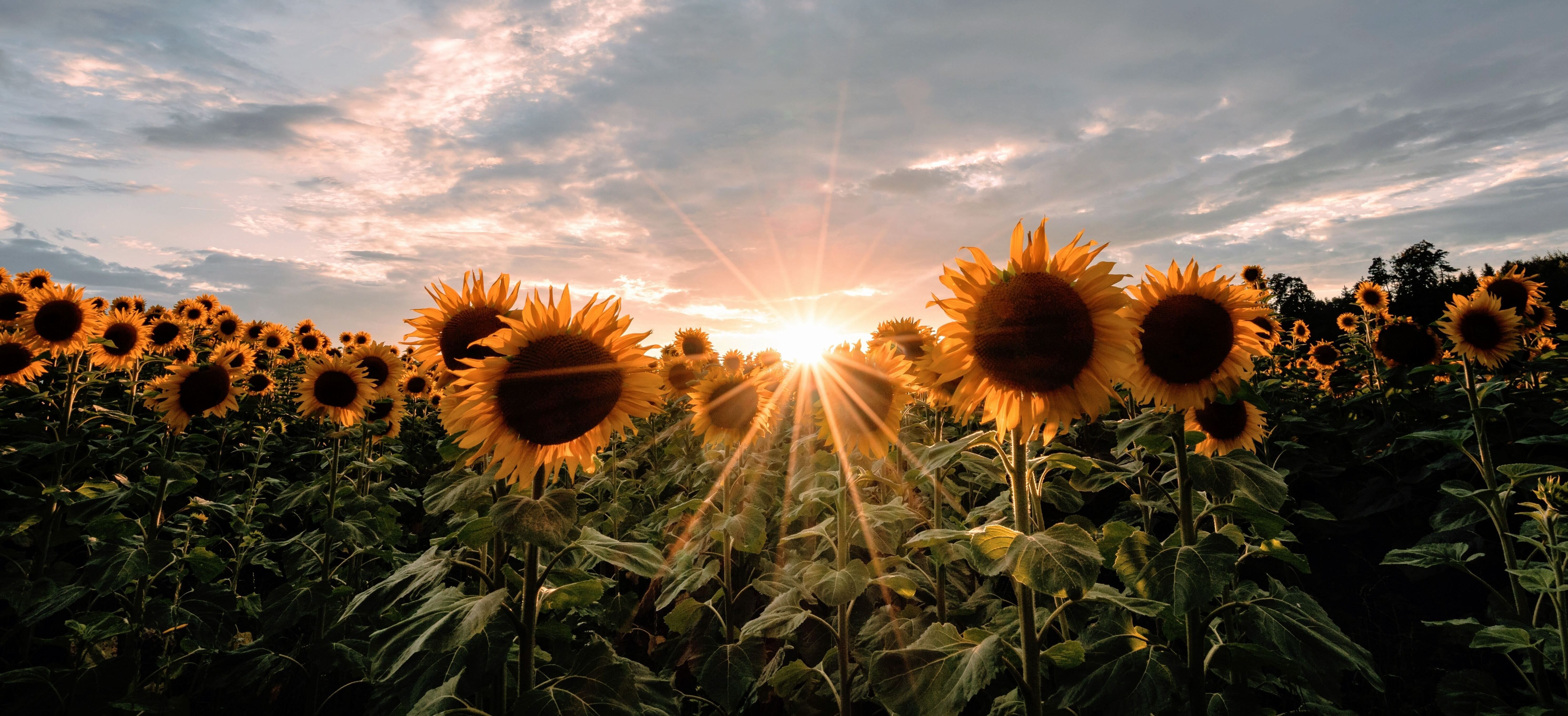 Яке свято 18 серпня Яке свято 18 серпня