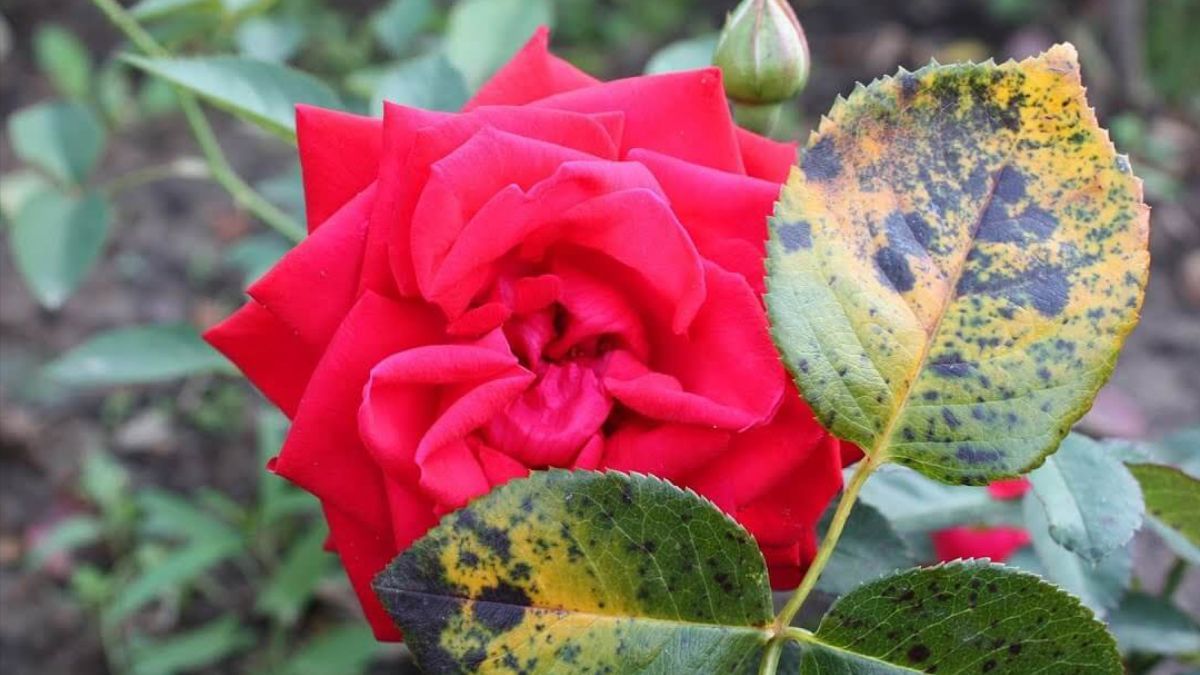Як позбутися чорних плям на трояндах Як позбутися чорних плям на трояндах