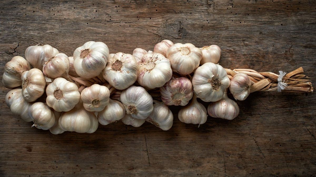 Как и где хранить урожай чеснока Как и где хранить урожай чеснока