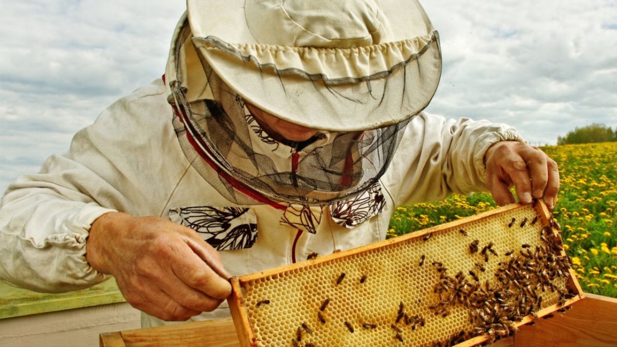 День пасічника 2023 День пасічника 2023