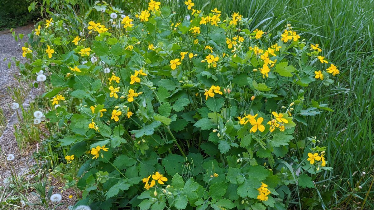 Полезные дикие растения в Украине Полезные дикие растения в Украине