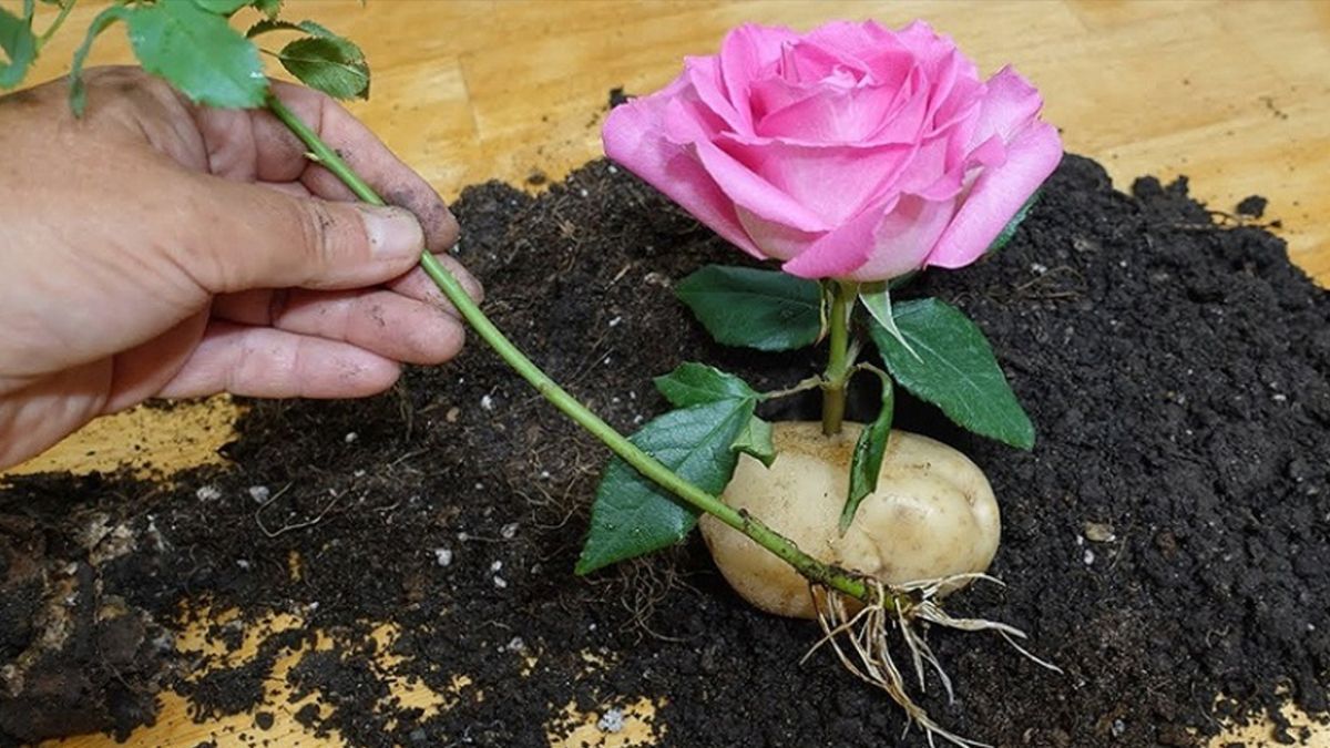 Как вырастить розу в картофеле