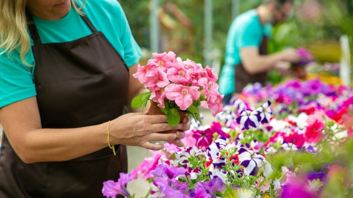 Какие цветы стоит сажать в августе Какие цветы стоит сажать в августе