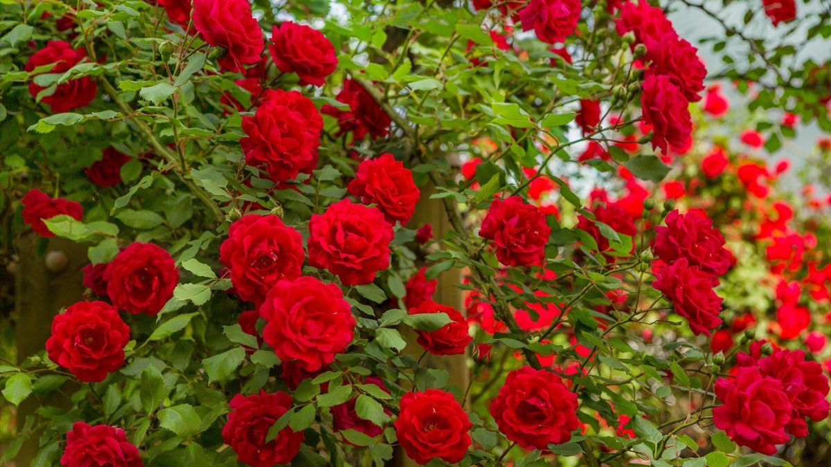 Добрива для троянд, які є вдома у кожного Добрива для троянд, які є вдома у кожного