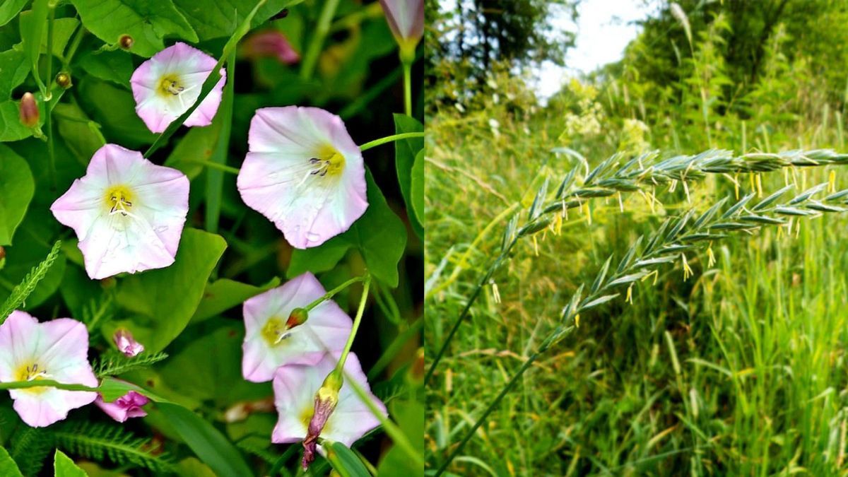 Как защитить грядки от пырея и березки полевой Как защитить грядки от пырея и березки полевой
