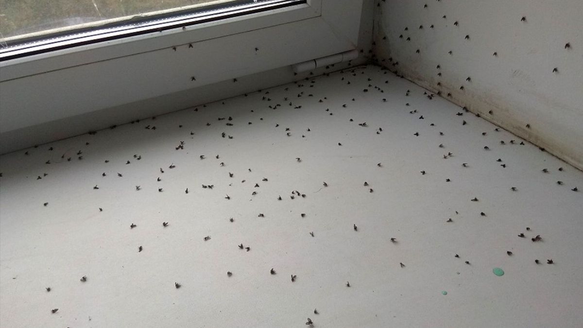 Как избавиться от мошек дома Как избавиться от мошек дома