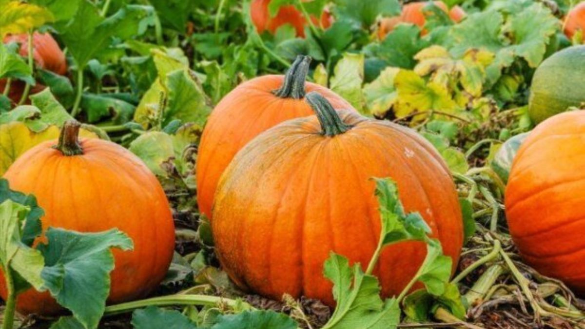 Чем подкормить тыквы в августе Чем подкормить тыквы в августе