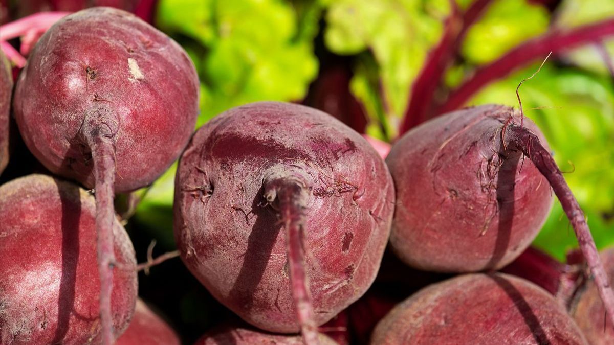 Коли треба збирати червоні буряки Коли треба збирати червоні буряки