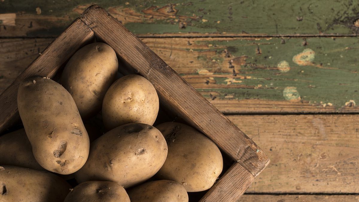 Коли та як правильно зберігати картоплю після збору