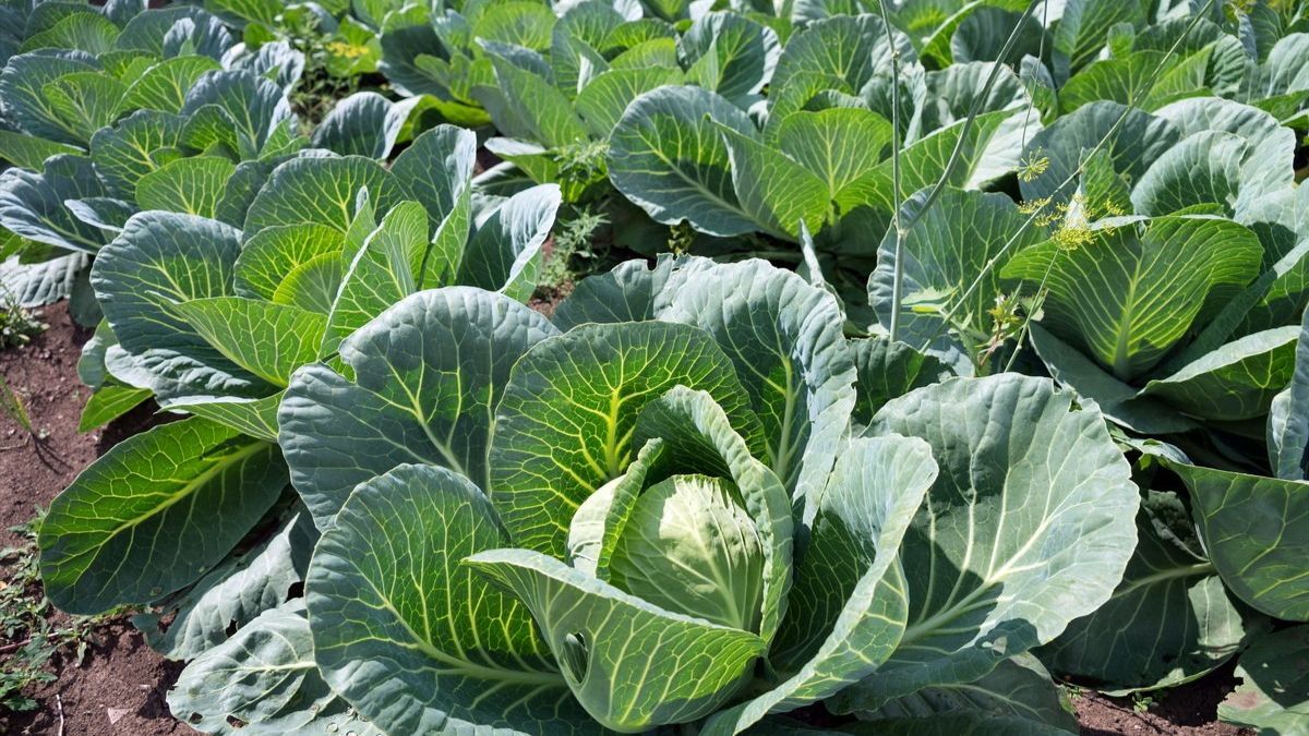 Чем обработать капусту от вредителей Чем обработать капусту от вредителей
