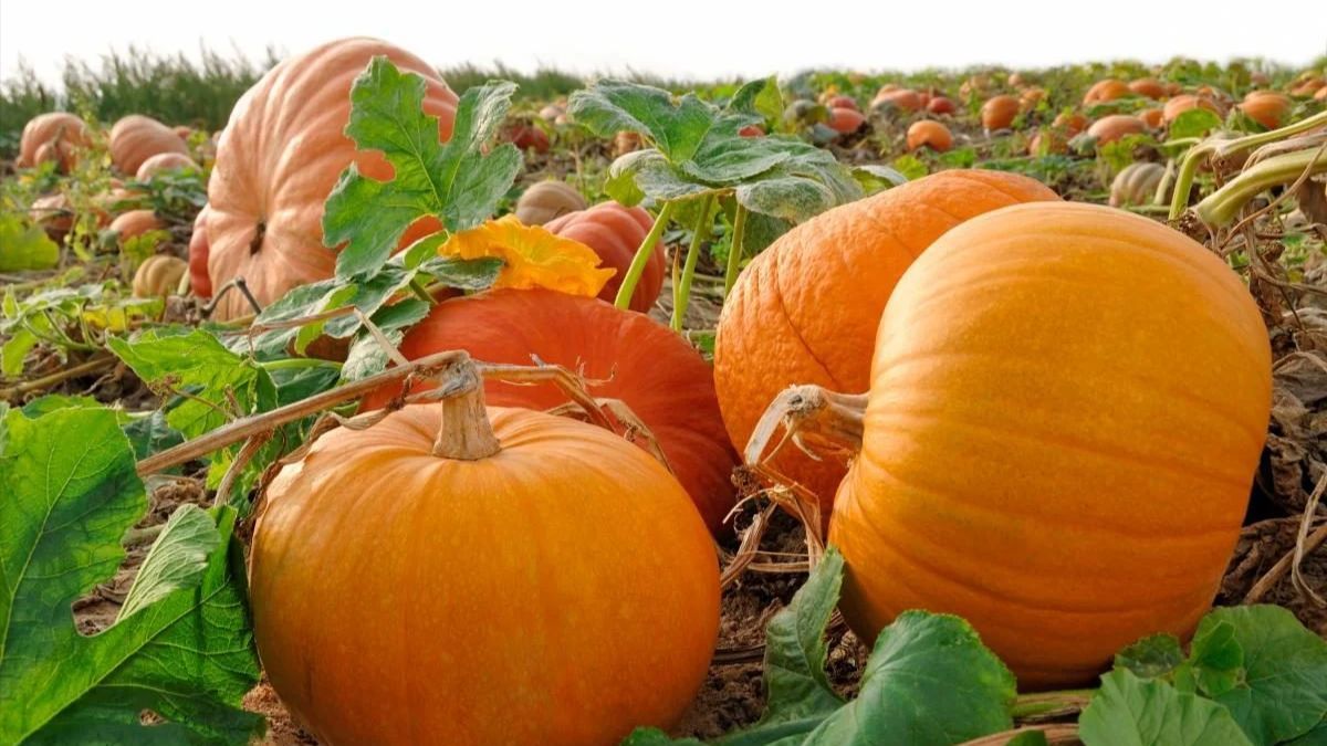 Коли збирати гарбузи Коли збирати гарбузи