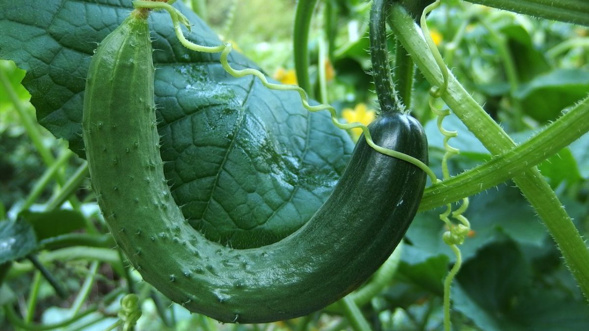 Як за формою огірків визначити помилки у вирощуванні Як за формою огірків визначити помилки у вирощуванні
