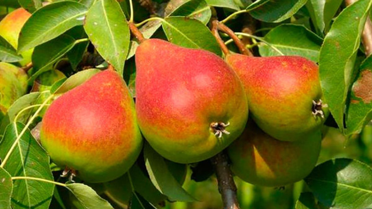 Чем подкормить молодую грушу Чем подкормить молодую грушу