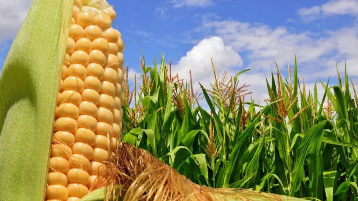 Когда собирать кукурузу Когда собирать кукурузу