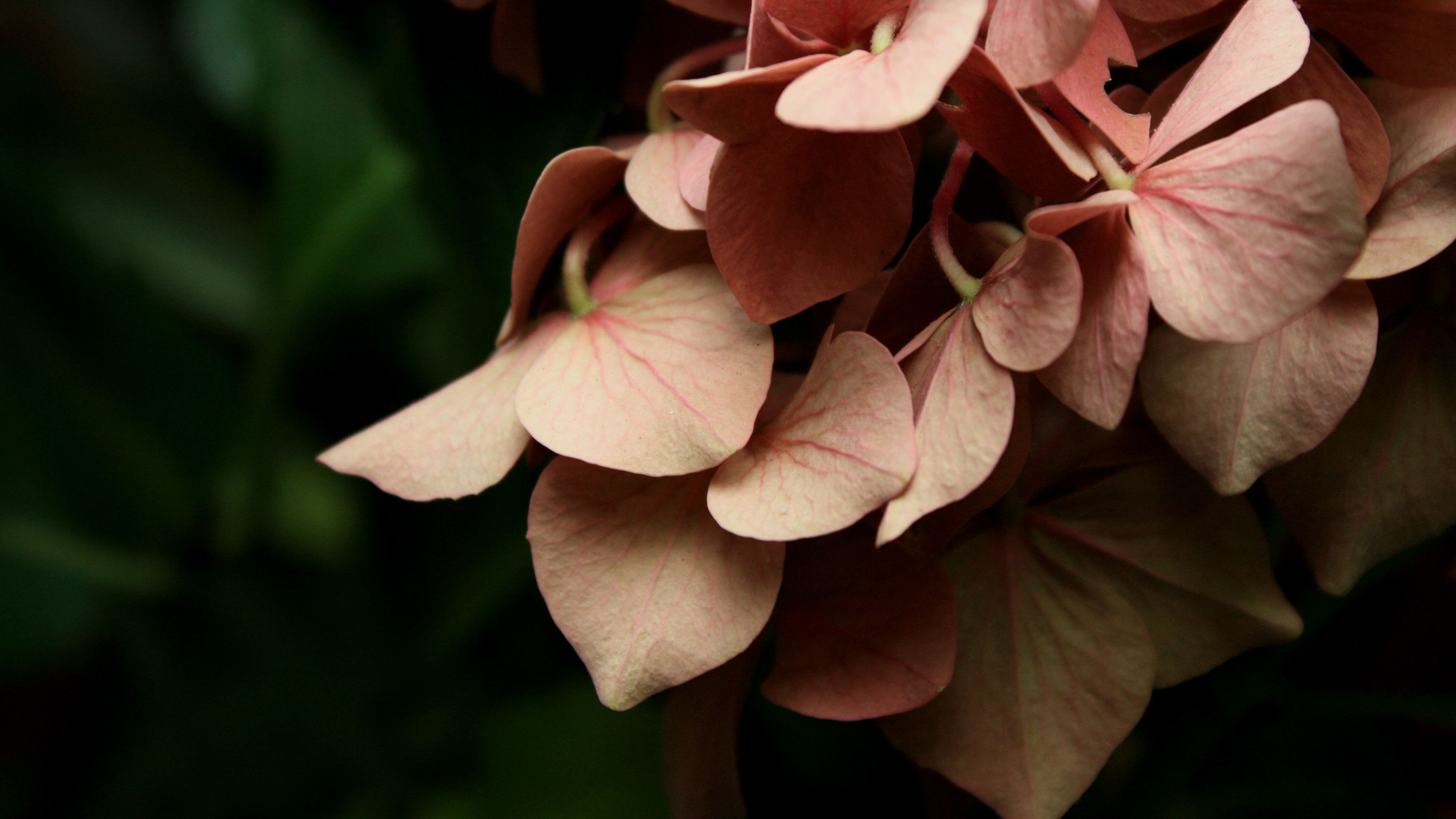 Яке свято 25 серпня Яке свято 25 серпня