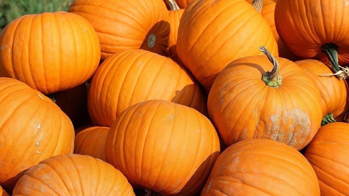 Де зберігати гарбузи після зброю врожаю Де зберігати гарбузи після зброю врожаю