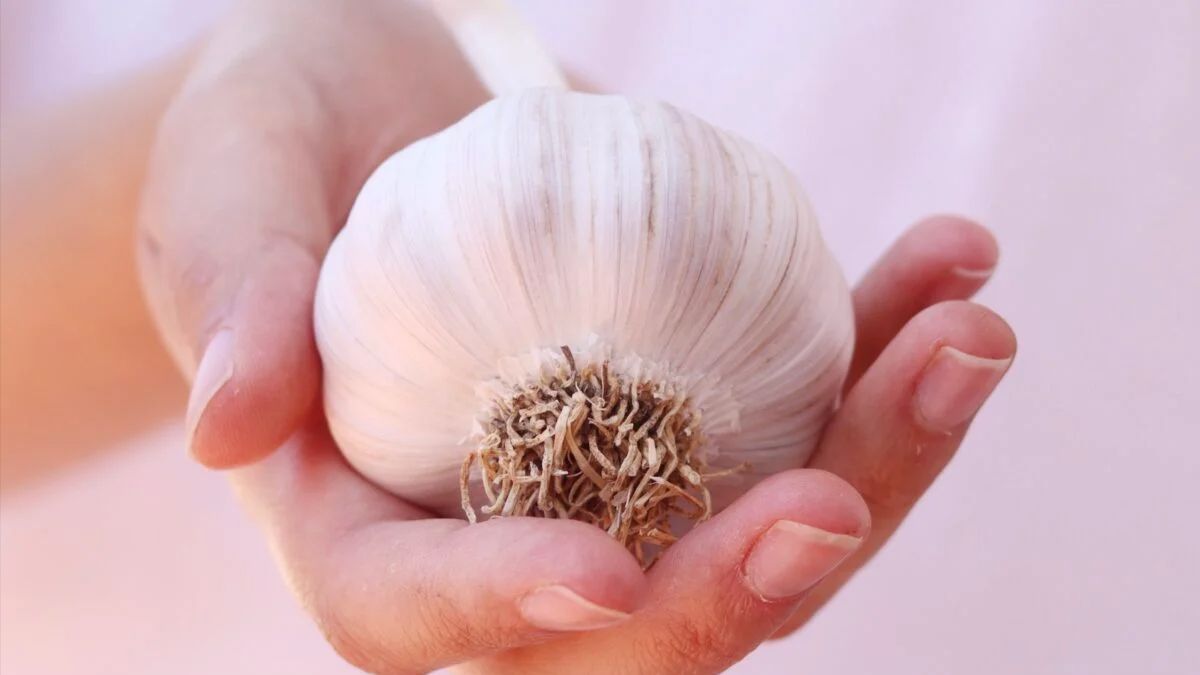 Когда сажать чеснок на зиму 2023 года Когда сажать чеснок на зиму 2023 года