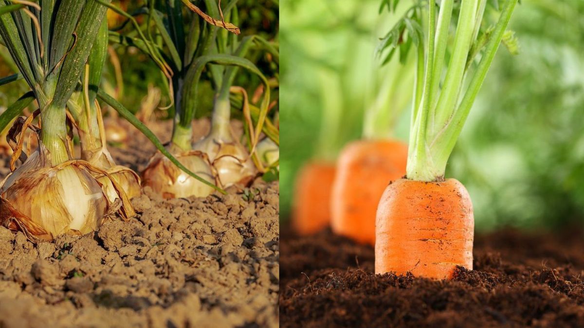 Как защитить лук и морковь от вредителей Как защитить лук и морковь от вредителей