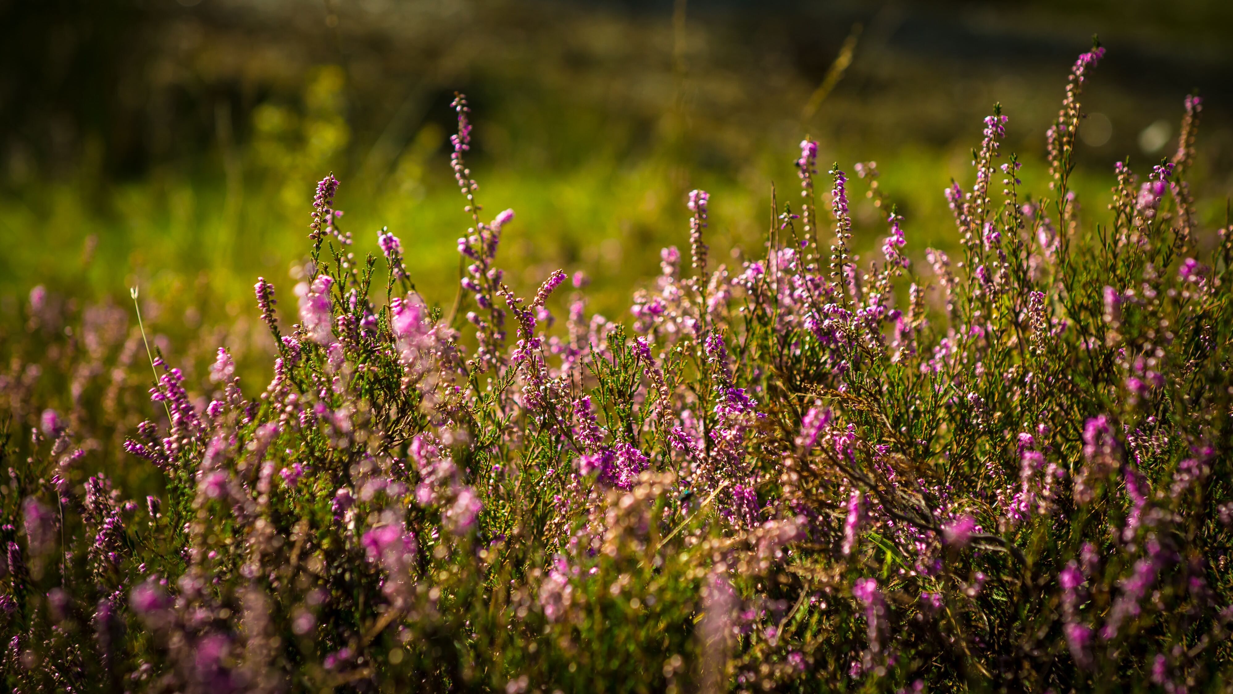 Какой праздник 26 августа Какой праздник 26 августа