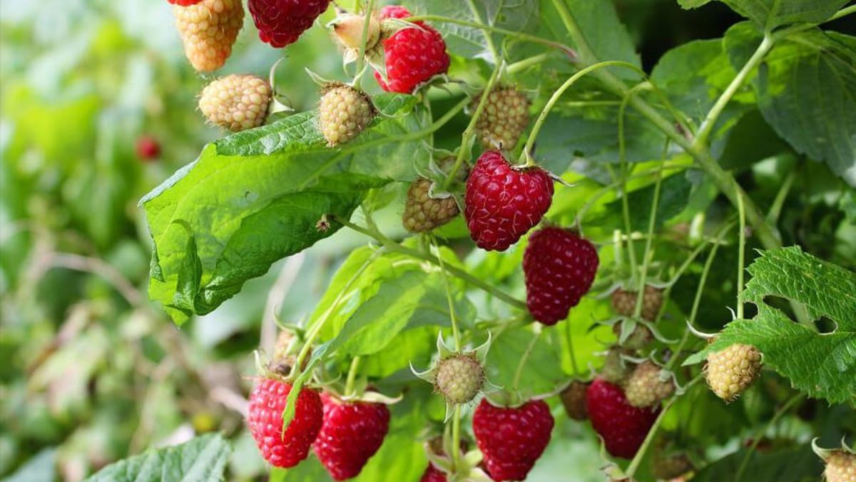 Когда лучше сажать малину Когда лучше сажать малину