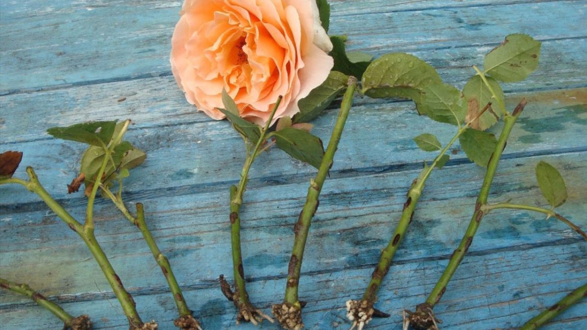 Як розмножити троянди Як розмножити троянди
