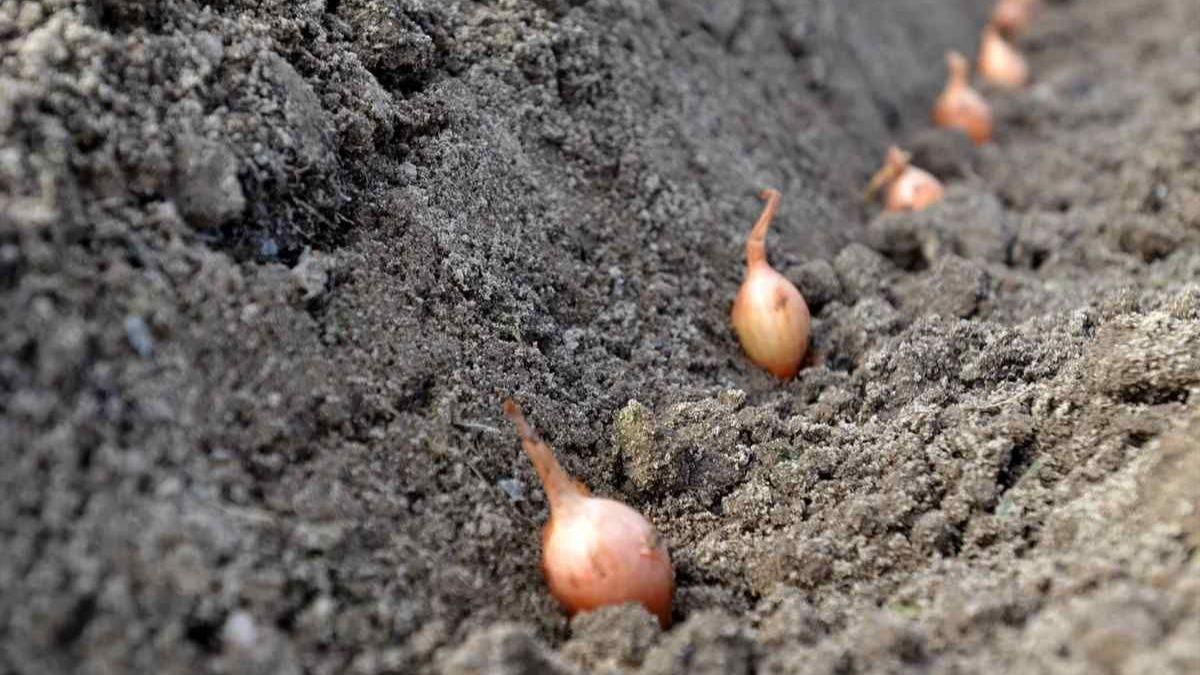 Коли садити озиму цибулю Коли садити озиму цибулю