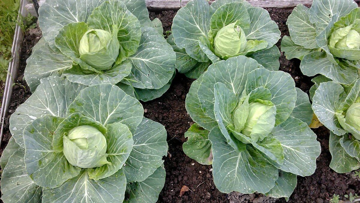 Чим підживити капусту в серпні Чим підживити капусту в серпні