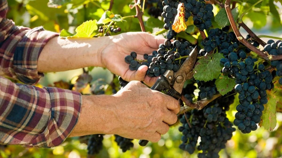 Як обрізати виноград в серпні Як обрізати виноград в серпні