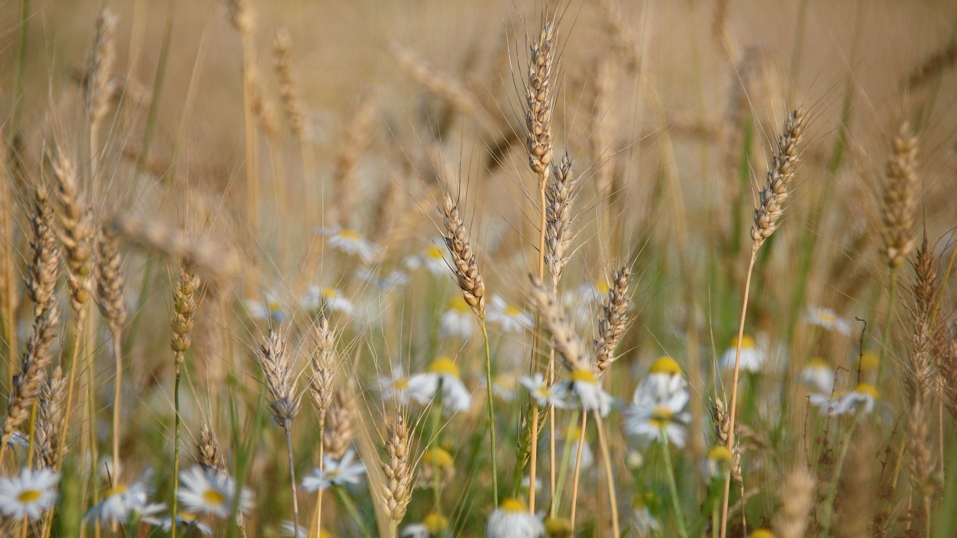 Яке свято 29 серпня Яке свято 29 серпня