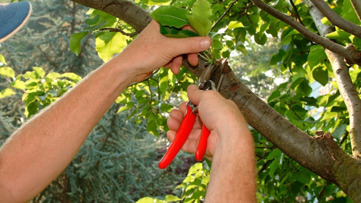 Які дерева потрібно обрізати до вересня Які дерева потрібно обрізати до вересня