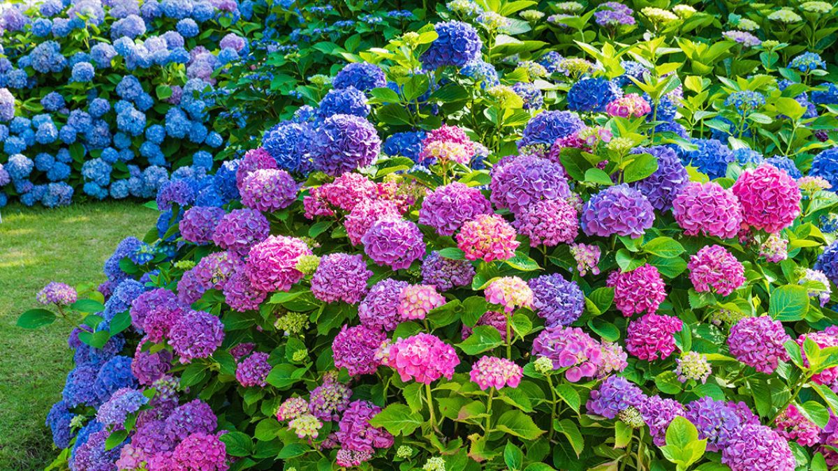 Які квіти варто посадити у вересні Які квіти варто посадити у вересні