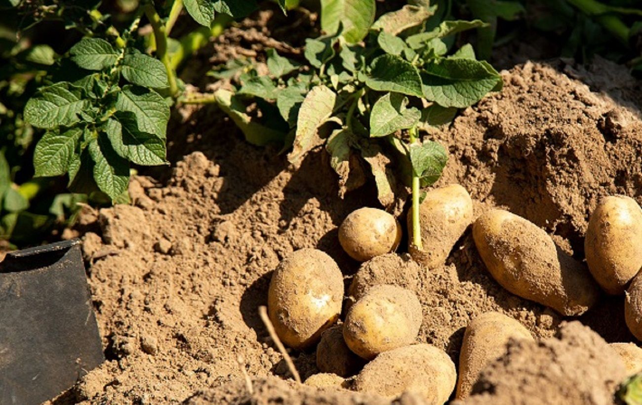 Можно ли выкапывать картофель в сентябре