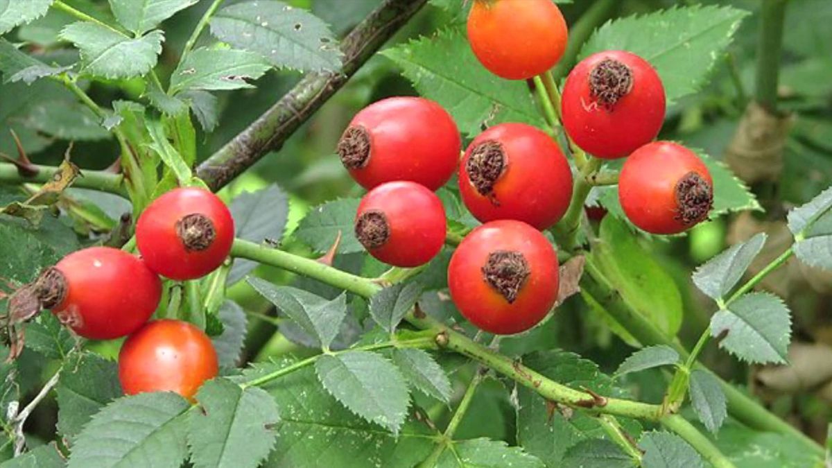 Когда собирать шиповник в 2023 году Когда собирать шиповник в 2023 году