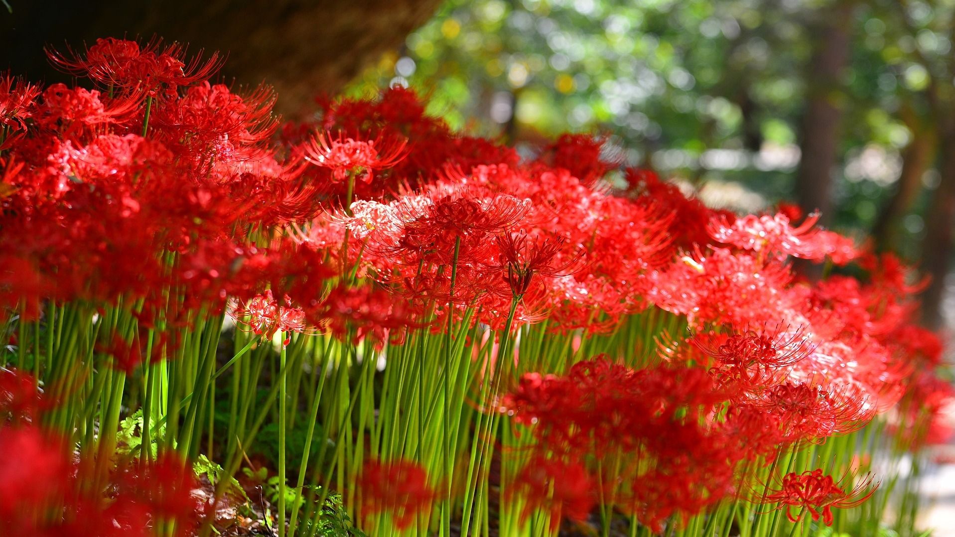 Яке свято 31 серпня Яке свято 31 серпня