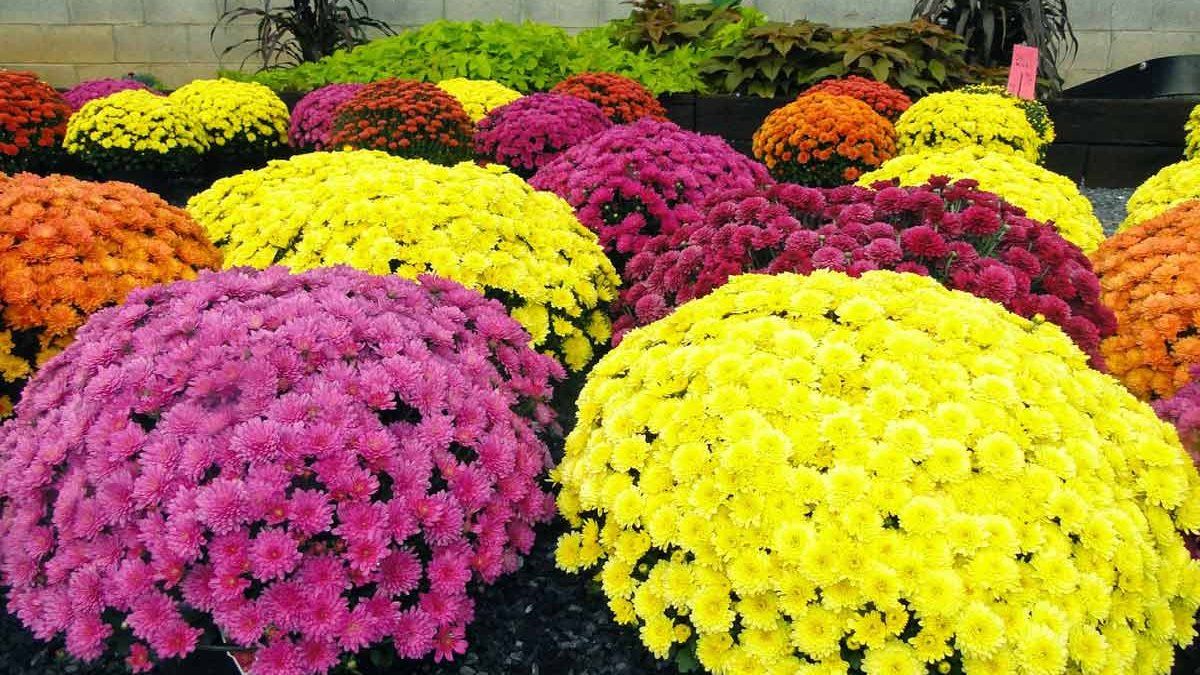 Як доглядати за хризантемами, щоб пережили зиму Як доглядати за хризантемами, щоб пережили зиму