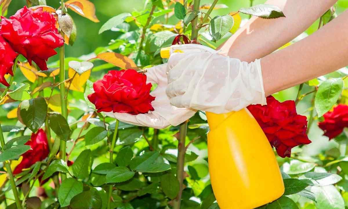 Що треба зробити з трояндами у вересні Що треба зробити з трояндами у вересні