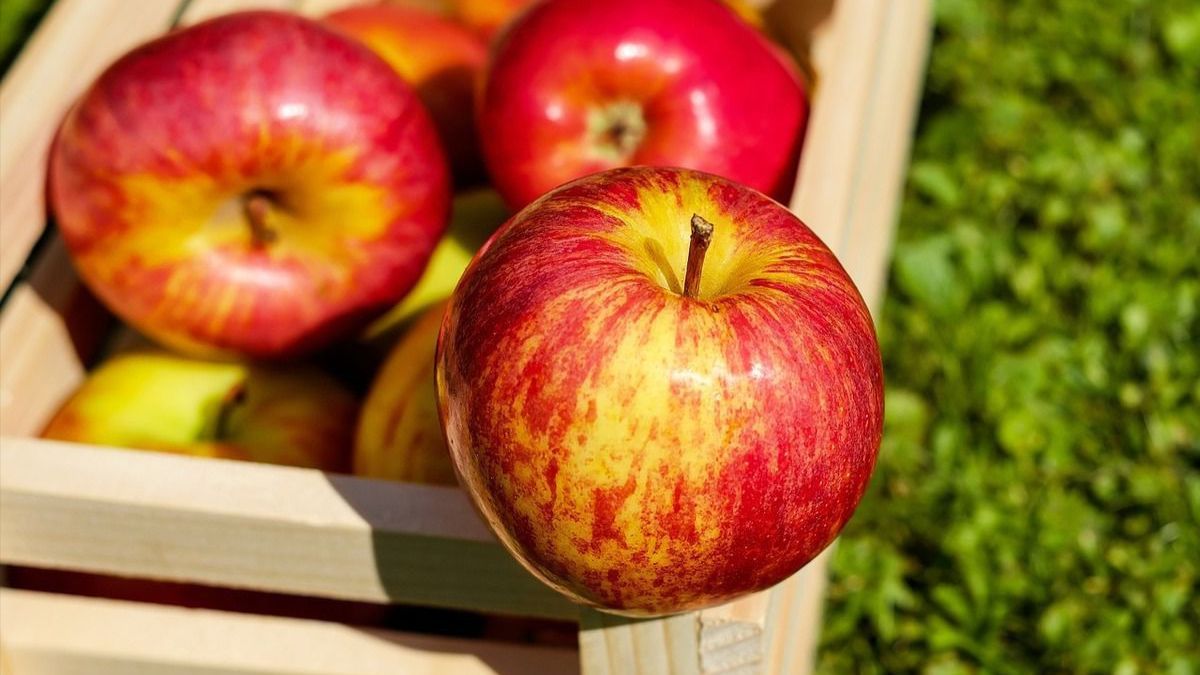 Коли збирати яблука Коли збирати яблука