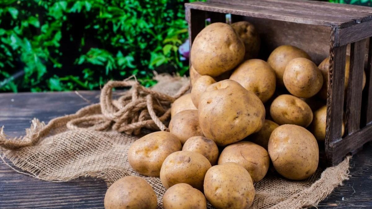 Як зберігати картоплю після збору 