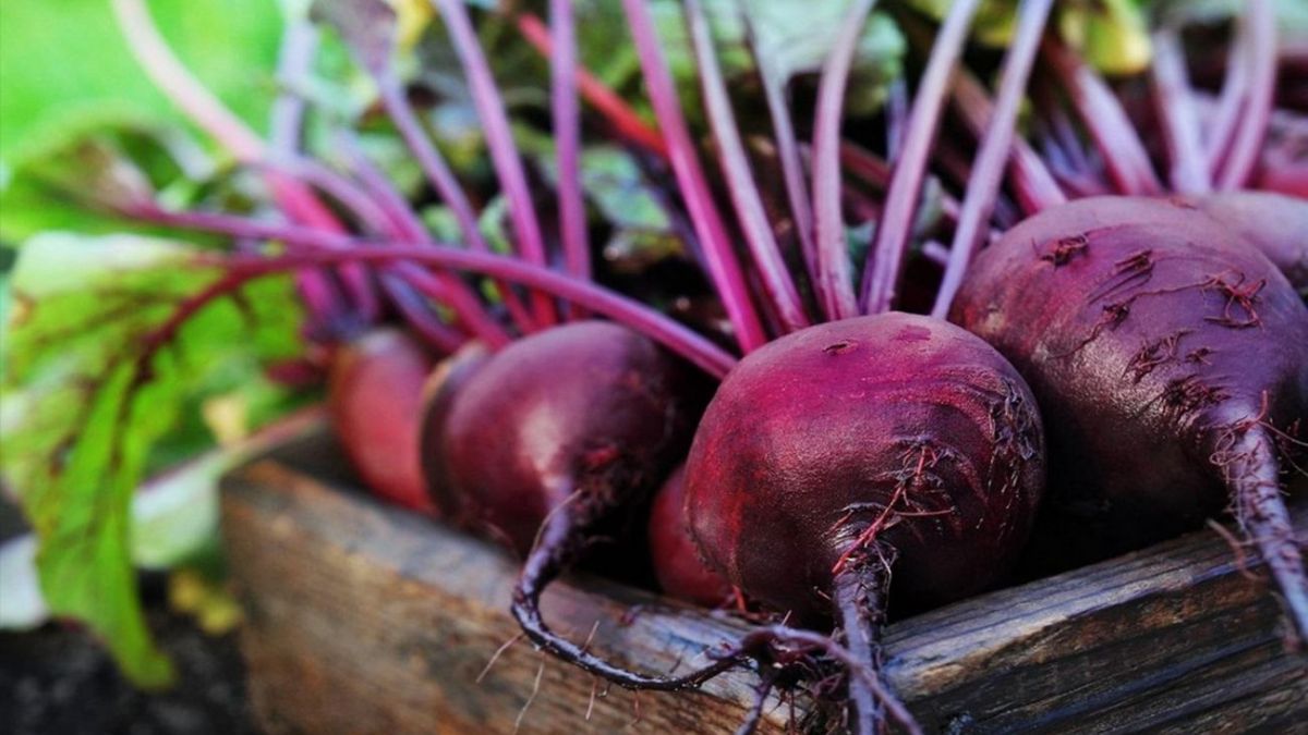 Когда пора собирать свеклу Когда пора собирать свеклу