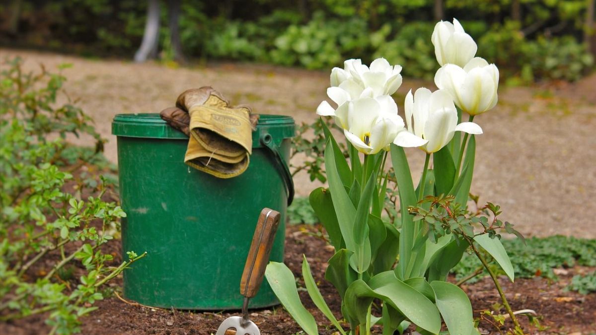 Когда сажать тюльпаны осенью Когда сажать тюльпаны осенью