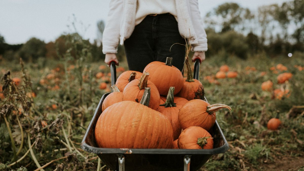 Когда пора собирать тыквы Когда пора собирать тыквы