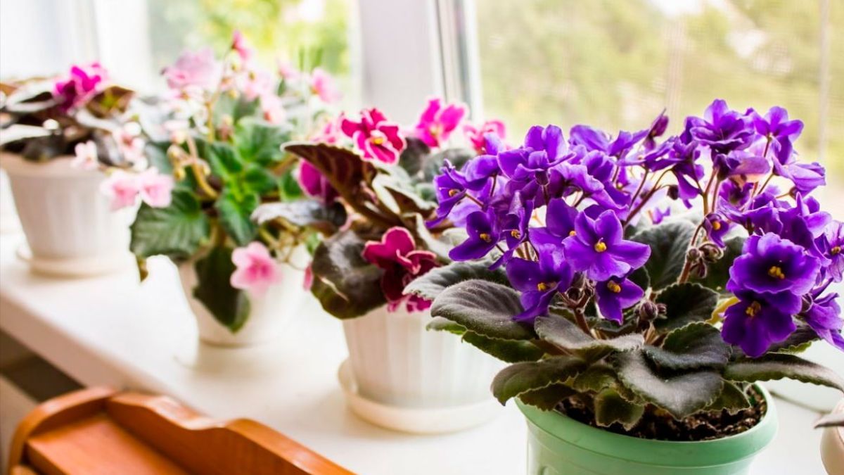 Можно ли держать в доме фиалки на самом деле Можно ли держать в доме фиалки на самом деле