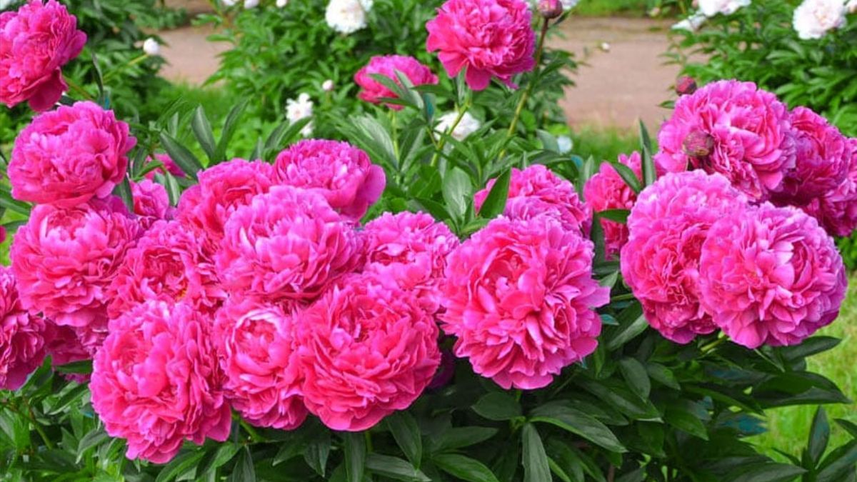Коли садити півонії Коли садити півонії