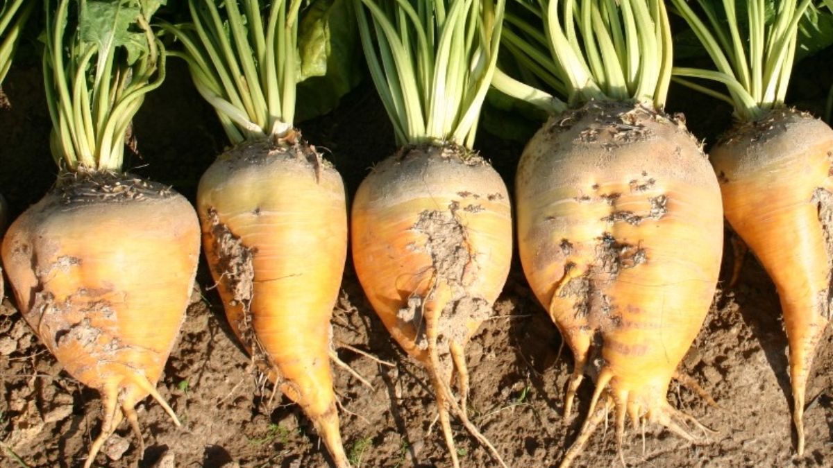 Когда нужно собирать кормовую свеклу Когда нужно собирать кормовую свеклу