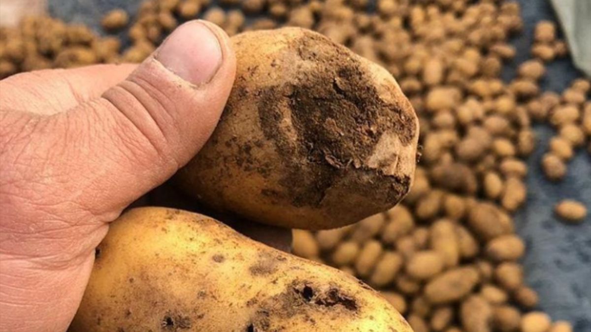 Можно ли хранить и есть картофель с фитофторозом