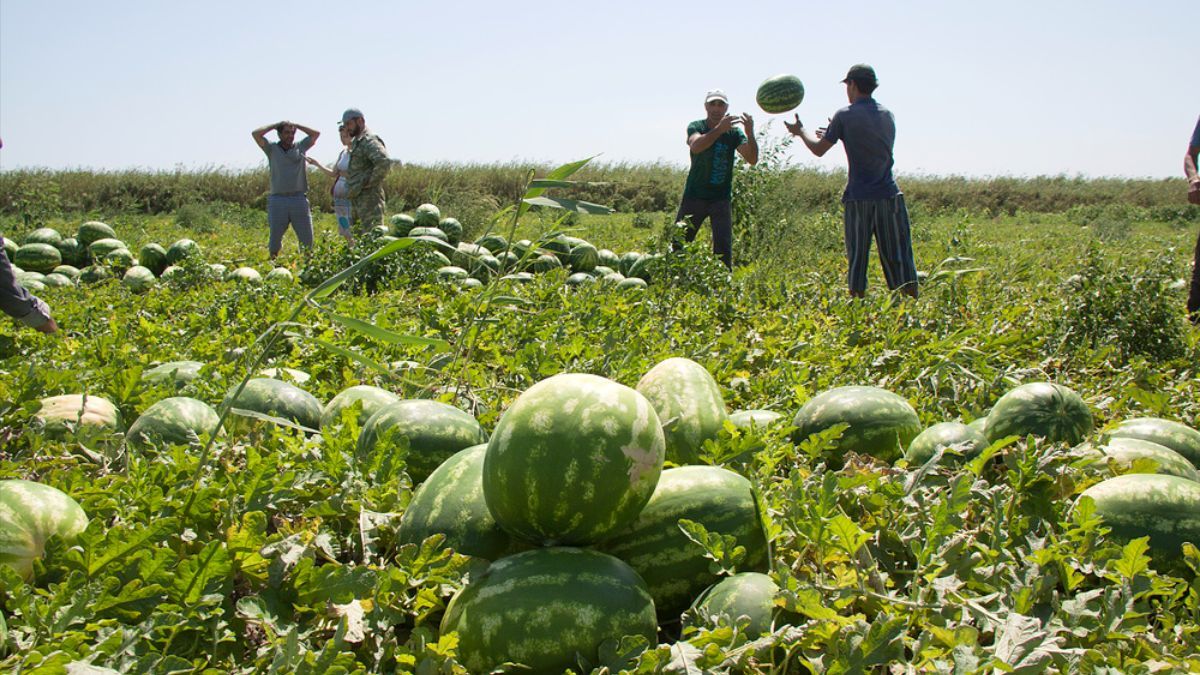 Когда собирать арбузы Когда собирать арбузы
