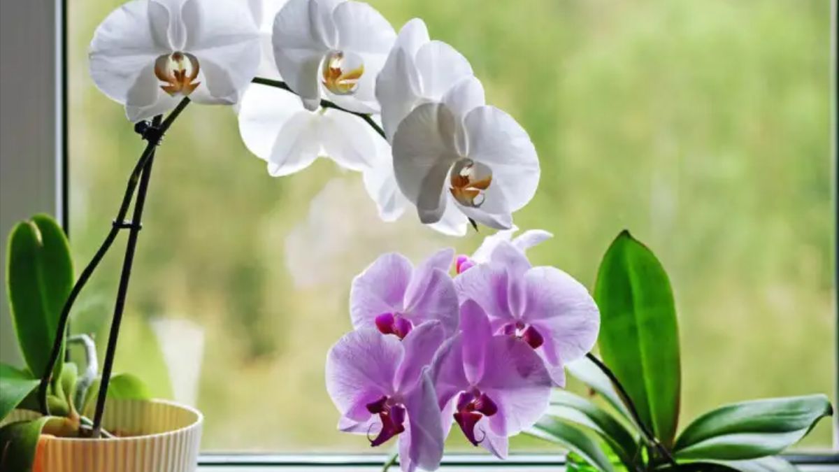 Чим підживити орхідею