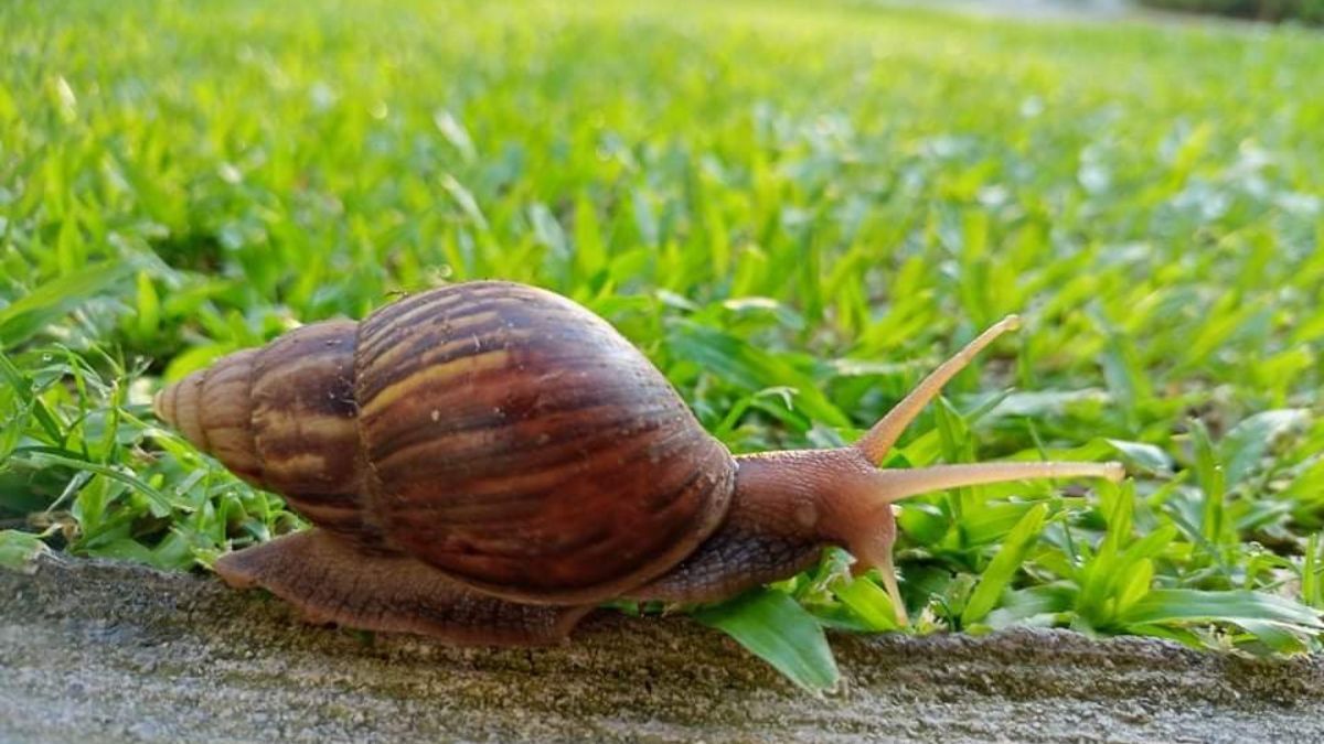 Як позбутися слимаків на городі Як позбутися слимаків на городі