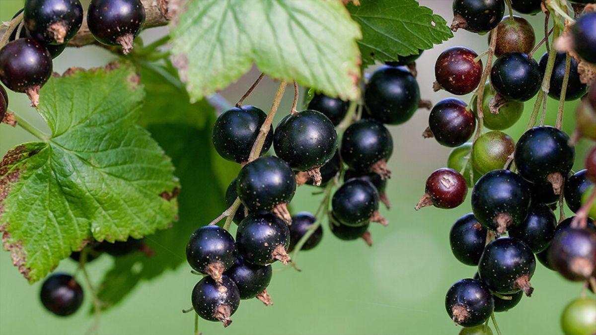 Уход за смородиной после сбора урожая Уход за смородиной после сбора урожая