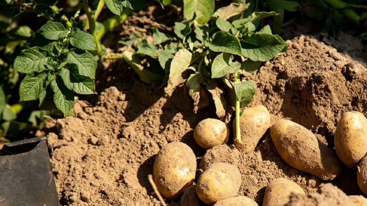 Коли треба викопати картоплю у 2023 році